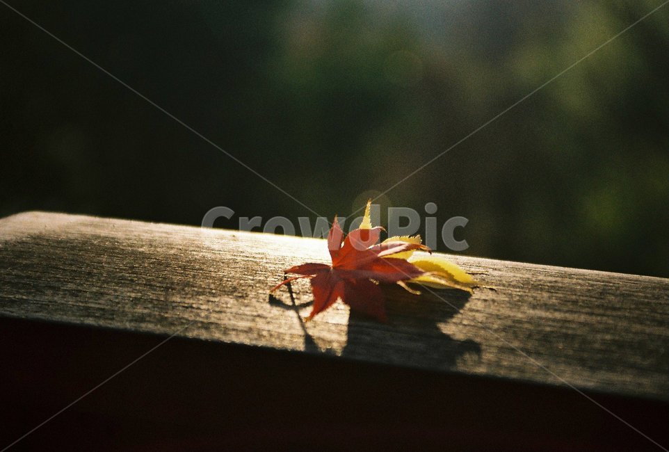 가을,낙엽,단풍,오후,단풍잎,잎,plant,leaf,식물,tree,나무,가을,계절,fall,autumn,season,식물,자연,plants,nature