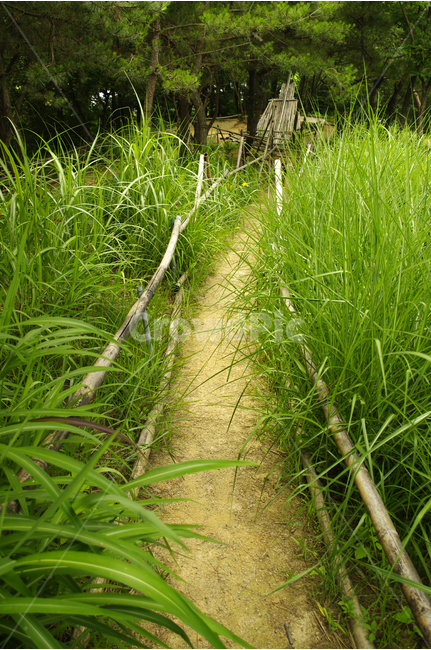 식물,color,nature,자연,길,풀,바람,초록,산책,자연,풍경,nature,landscape,plant
