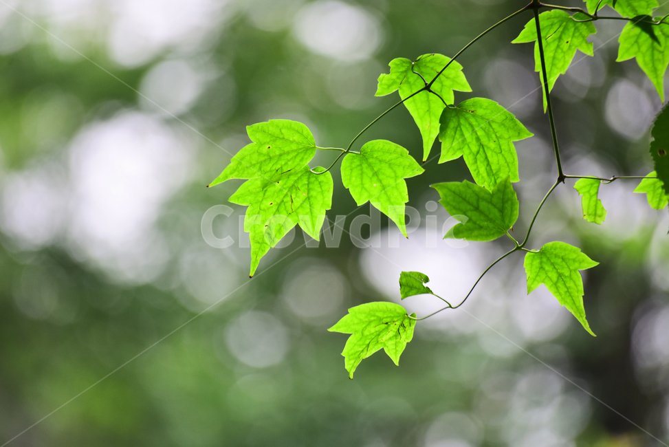 나뭇잎,보케,빛망울,투명함,신록,그린,초록색,배경,바탕,백그라운드,green,background,season,계절,시즌