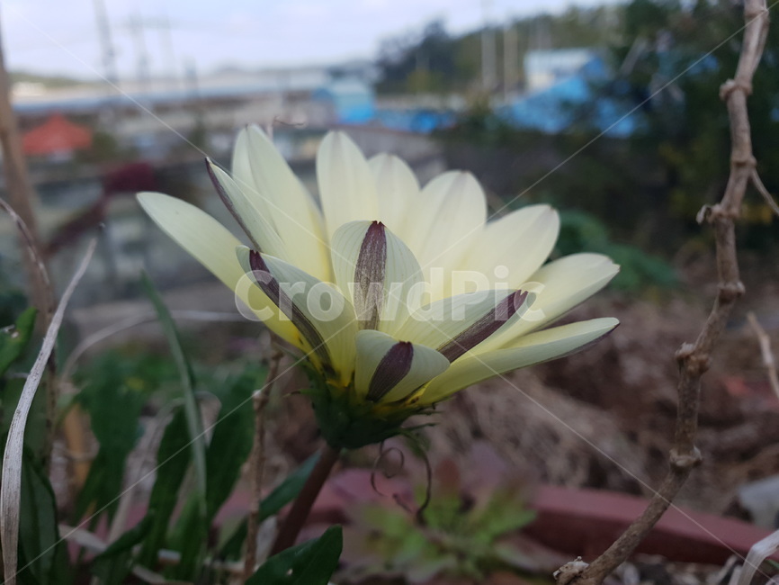 plant,식물,가을,꽃,정원,식물,자연,plants,nature
