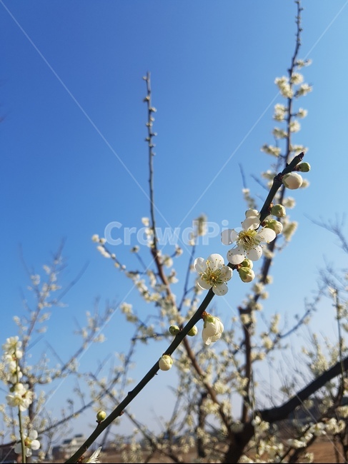 사과꽃,꽃,나무,하늘,흰꽃