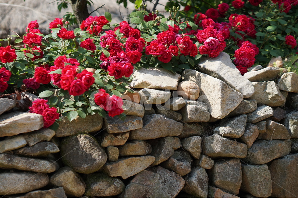 장미,꽃,외암민속마을,초가지붕,덩쿨,풍경,돌담,식물,자연,plants,nature,꽃,flower