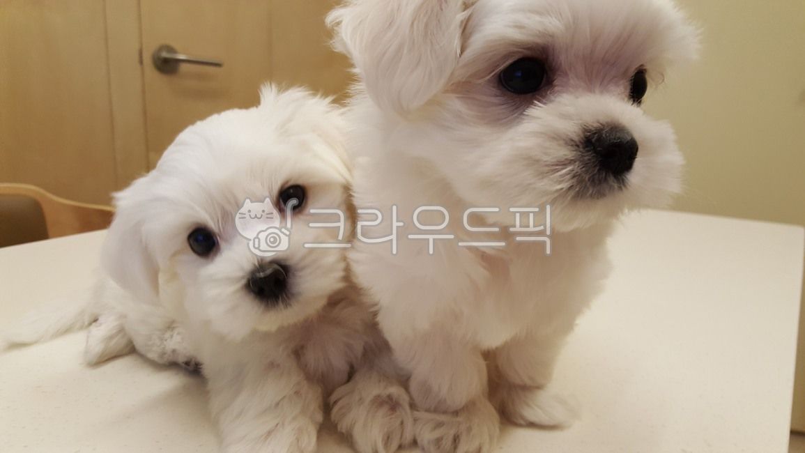 반려견,애완견,말티즈,댕댕이,애견시장,귀여운동물,귀여운아기동물,새끼개,하얀색털,하얀강아지,하얀개,mammal,pet,애완동물,animal,동물,dog,개,포유류,puppy,강아지