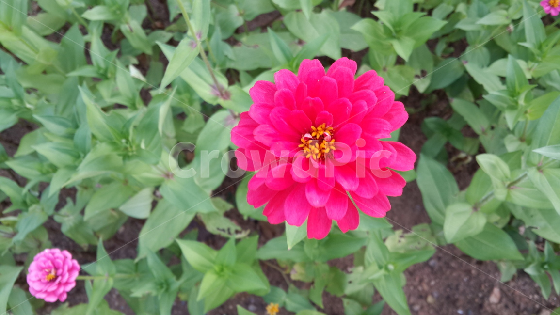 백일홍,꽃,plant,식물,flower,붉은꽃,식물,자연,plants,nature,꽃,flower