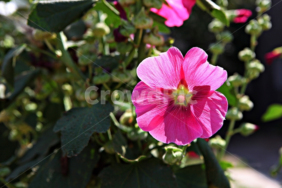 접시꽃,꽃,식물,공원,자연,식물,자연,plants,nature,꽃,flower