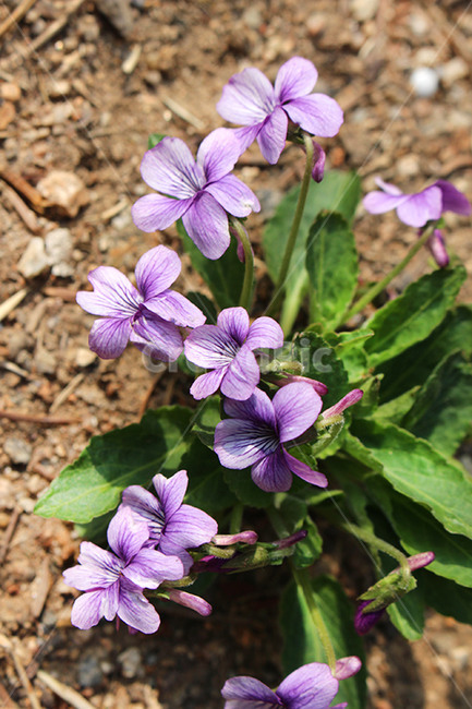 봄꽃,제비꽃,보라색꽃,꽃,봄,식물,자연,plants,nature,꽃,flower