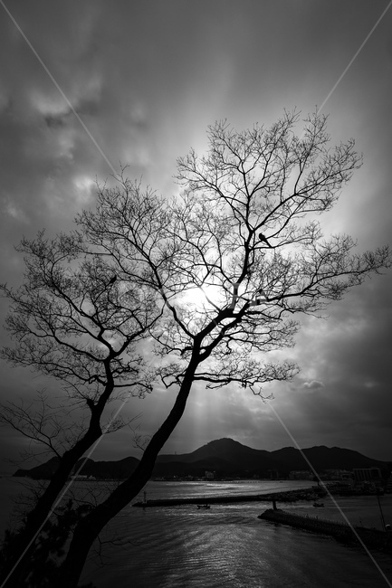 흑백사진,흑백,풍경,실루엣,식물,나무,tree,plant,silhouette