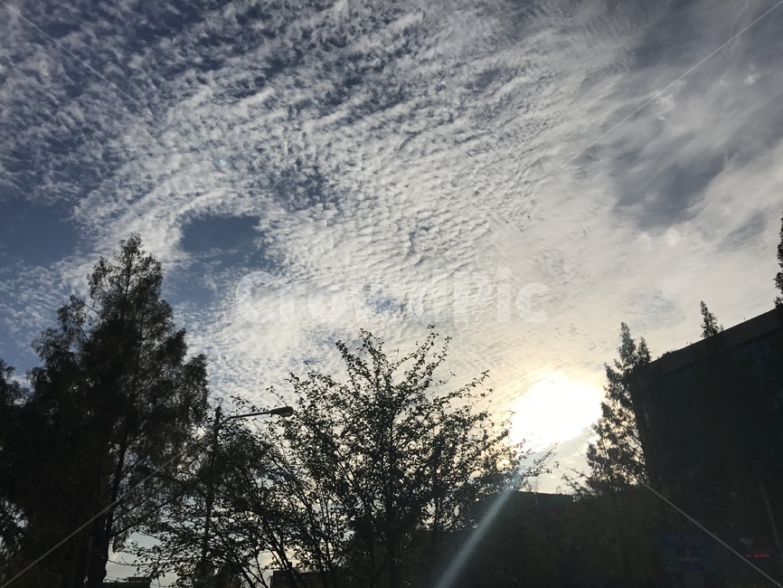 태양,하늘,나무,구름,cloud,자연,풍경,nature,landscape,flare,플레어,light,빛