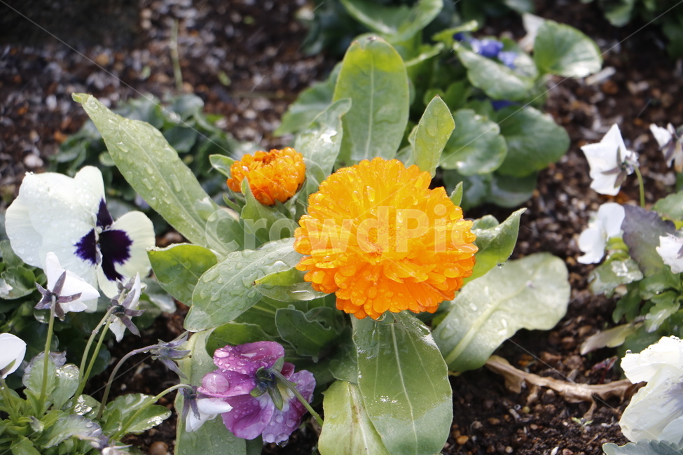 주황색꽃,주황색,물방울,빗방울,주황꽃,식물,풍경,자연,꽃,식물,자연,plants,nature,꽃,flower
