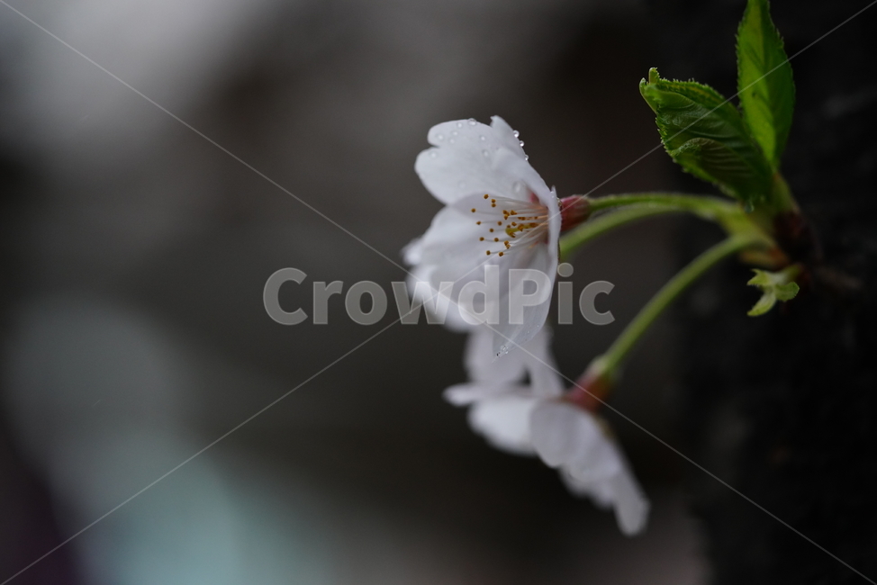 꽃,벚꽃,봄,계절,플라워,화이트,흰색,하얀색,생물,감성,느낌,식물,flower,spring,white,봄,계절,spring,season,식물,자연,plants,nature,꽃,flower,plant