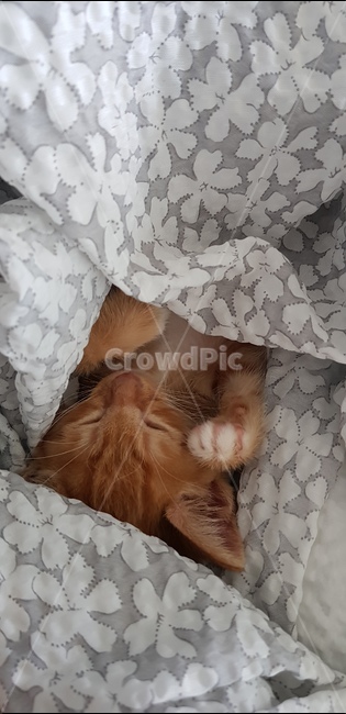 고양이,아깽이,아기고양이,러블리,새끼고양이
