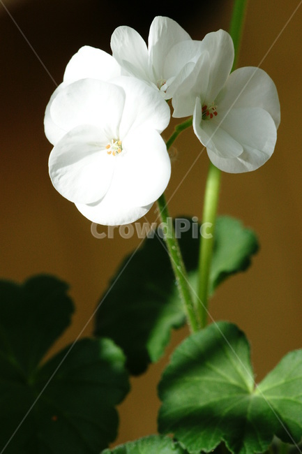 제라늄,꽃,흰색,흰꽃,식물,식물,자연,plants,nature,꽃,flower