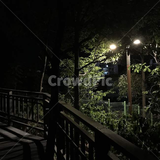 street,산책,산책로,공원,나무,야경,밤,풍경,nightscape,night,landscape