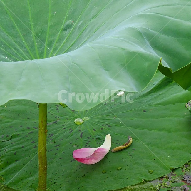연꽃,예쁜연꽃,홍련백련,연꽃사랑,꽃,식물,자연,plants,nature,꽃,flower