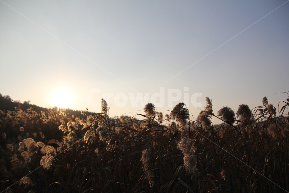 갈대,갈대명소,풍경,노을,억새,해질녁,도암리,가을,계절,fall,autumn,season,자연,풍경,nature,landscape,grass,잔디,plant,식물,lawn