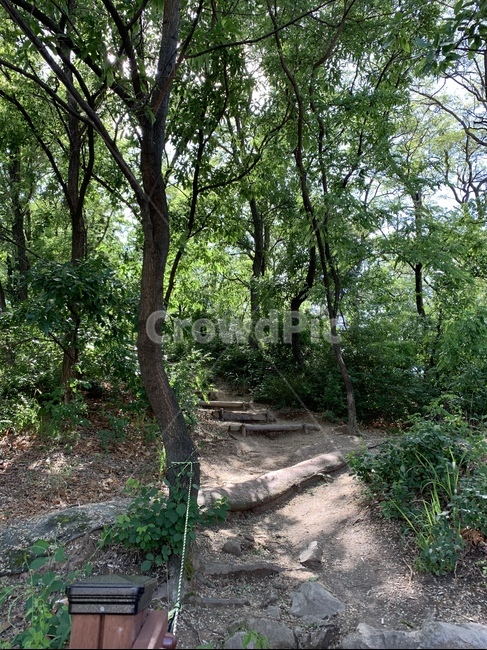 숲,나무,forest,휴식,피톤치드,season