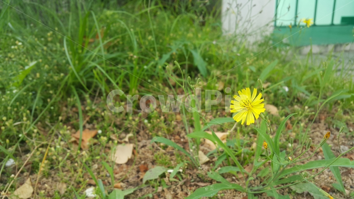 꽃,컬러,노란색,여름,들꽃,plant,flower,yellow