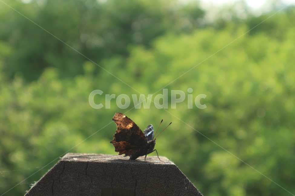 나비,butterfly,자연,nature,숲,forest,동물,animal,곤충,벌레,insect,bug