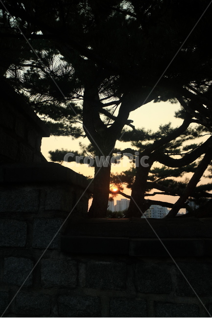노을,나무,산,화성행궁,일몰,풍경,구름,야외,nature,sky,outdoors,도시,풍경,city,landscape