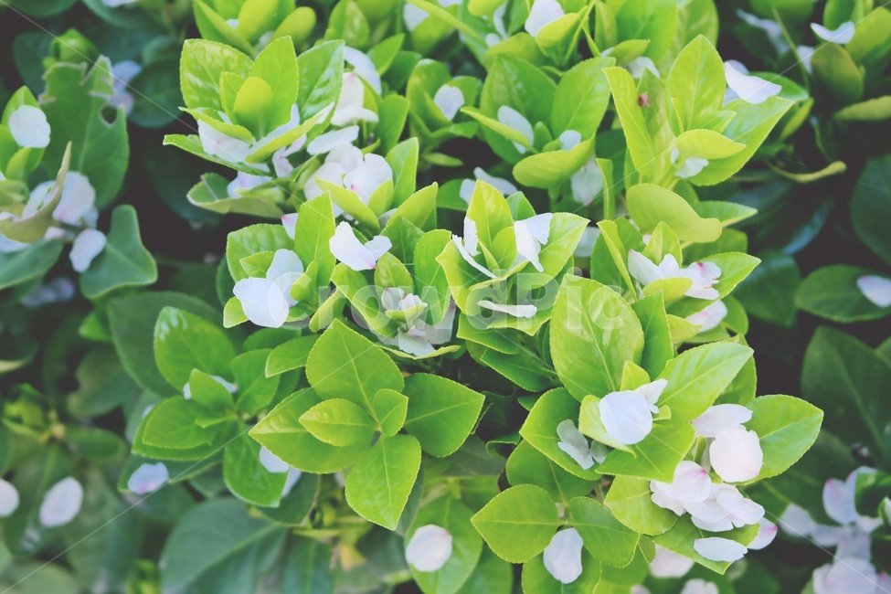 벚꽃,꽃잎,벚꽃잎,낙화,봄,감성,cherryblossom,식물,자연,plants,nature,꽃,flower