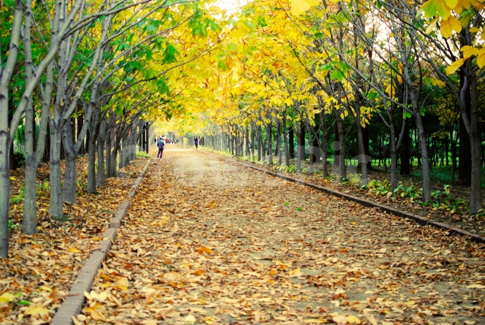 가을,낙엽,단풍,거리,산책,휴식,나무,소풍,여행,자연,autumn,fall,maple,street,walk,tree,picnic,travel,자연,풍경,nature,landscape,가을,계절,fall,autumn,season,outdoors,옥외,plant,식물,leaf,잎,garden,정원