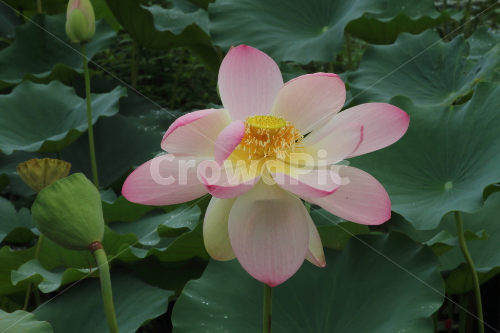 연,연꽃,수생식물,약용식물,lotus,식물,자연,plants,nature,꽃,flower
