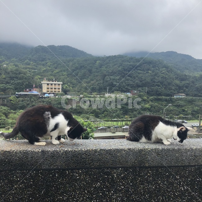 대만,허우통,고양이마을,고양이,길고양이,cat,taiwan,동물,animal,포유류,mammal,고양이,cat,kitten,kitty