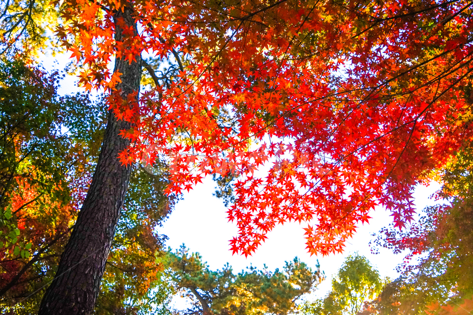단풍,가을,추색,감성,나무,색감,공원,식물,자연,풍경,가을,계절,fall,autumn,season,식물,자연,plants,nature,나무,trees,wood,plant,leaf,잎,tree,maple
