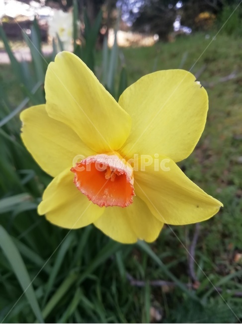 plant,식물,flower,blossom,수선화,daffodil,꽃,narcissus