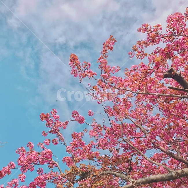 꽃,벚꽃,겹벚꽃,하늘,봄