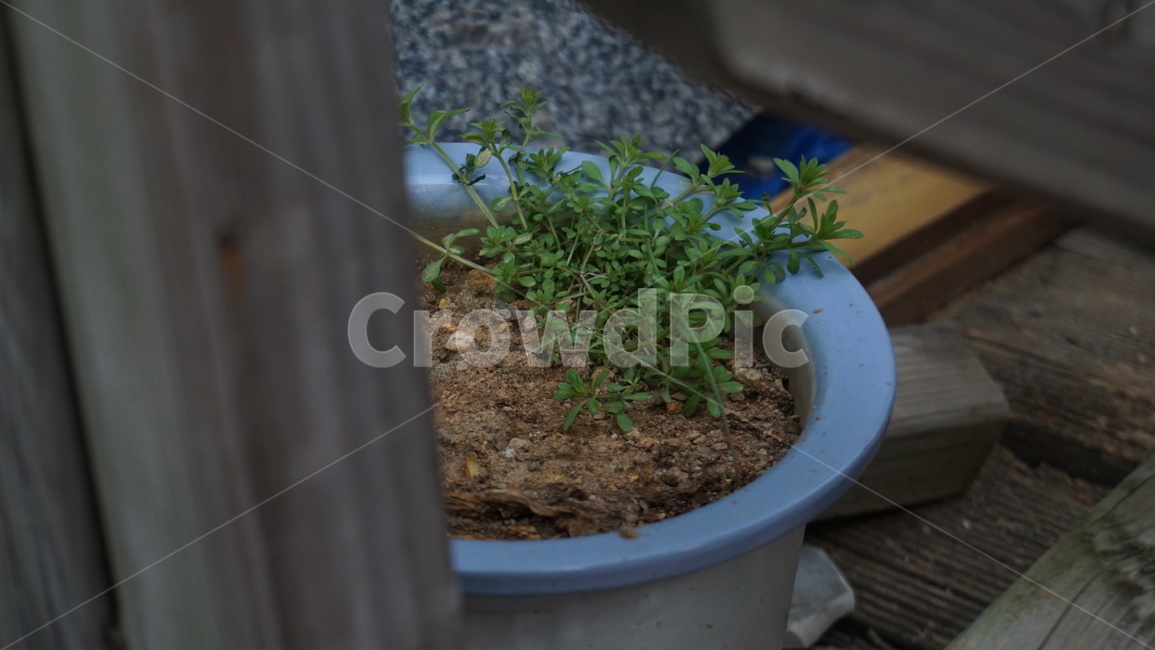 식물,자연,plant,nature,봄,spring,실내용화초,화분,화초,house plant