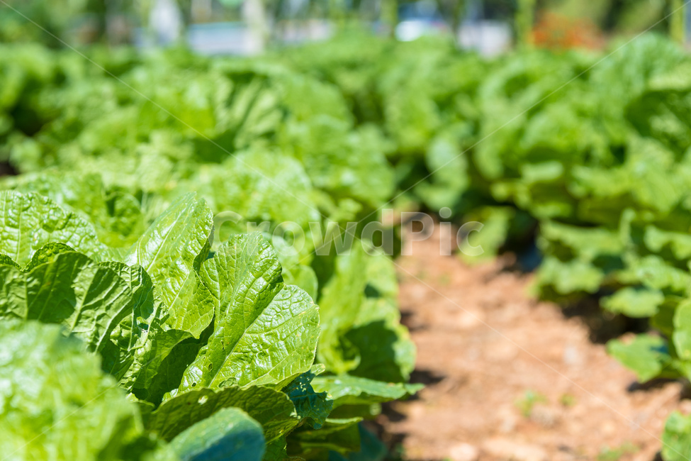 상추,신선한,식물,야채,식품,산업,industry,industrial,농업,농사,agriculture,farming,farming industry