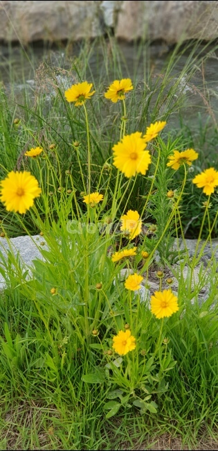 금계국,노랑,봄,풍경,맑음,봄,계절,spring,season,식물,자연,plants,nature,꽃,flower,pottery,도기류,potted plant,화분,jar,항아리,vase,병 장식,plant