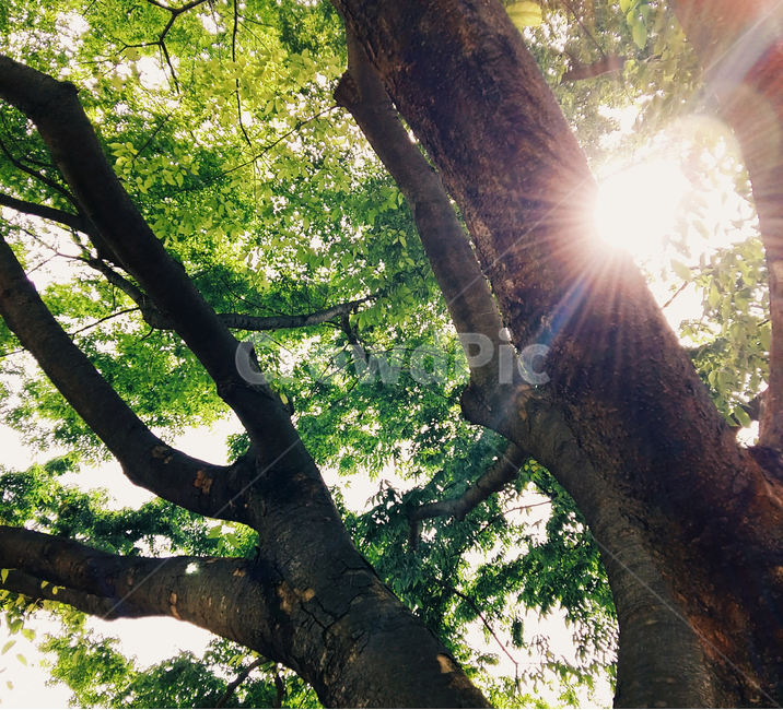 해,sun,나무,tree,여름,여름,계절,summer,season,식물,자연,plants,nature,나무,trees,wood,휴식,힐링,rest,relaxation,healing,light,빛,flare,플레어,plant,tree trunk,나무 줄기