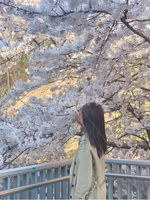 벚꽃,cherryblossom,꽃,식물,blossom,plant