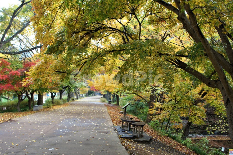 가을,단풍,나무,자연,식물,풍경,빨강색,노란색,초록색,낙엽,trees,nature,autumn,red,yellow,green,season,자연풍경,계절,감성,길,가을,계절,fall,autumn,season,자연,풍경,nature,landscape,furniture,가구