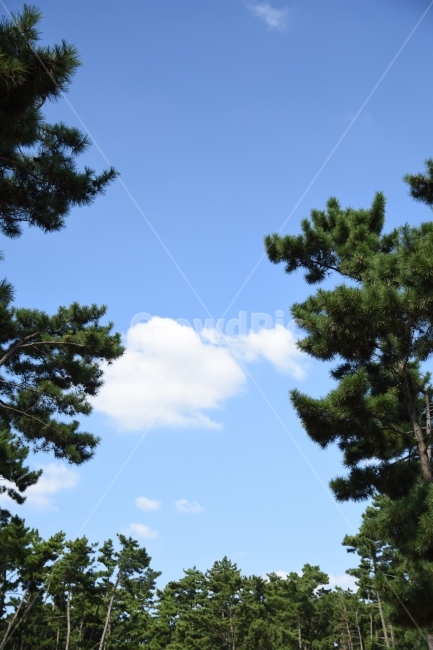 태안,여행,하늘,소나무,힐링,자연,풍경,nature,landscape,tree,나무,plant,식물,fir,전나무