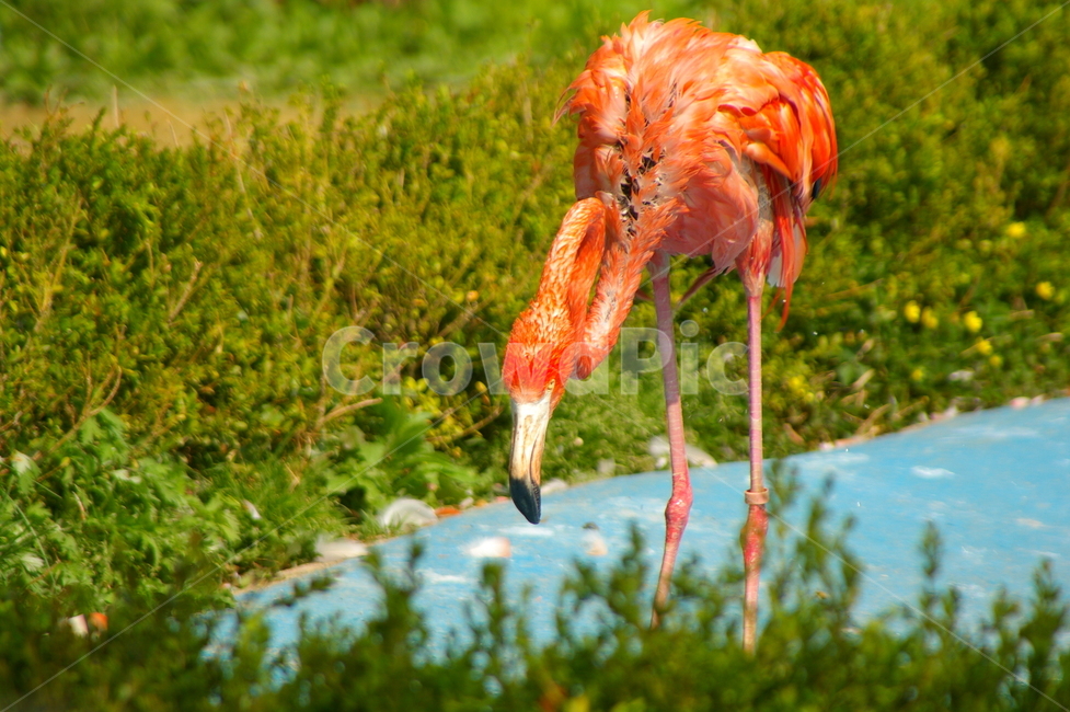 홍학,플라밍고,flamingo,새,bird,동물,animal,조류,새,birds