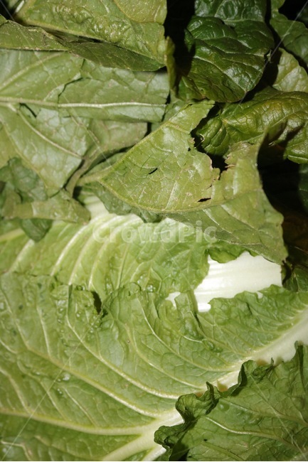 배추,야채,채소,식물,음식,재료,cabbage,hakusai,vegetable,yasai,plants,shokubutsu,초록,green,midori,그림자,shadow,kage,흰색,white,shiro,음식,식재료,요리,food,cook,meal,dishes,food reserves,채소,야채,vegetables
