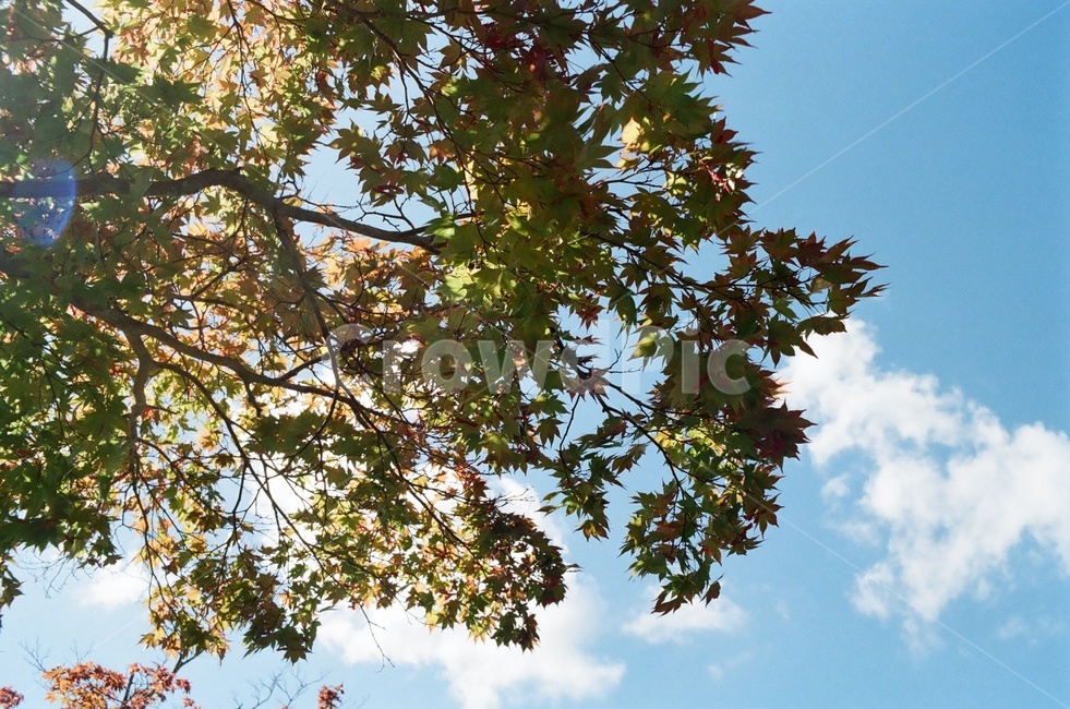 단풍,나무,하늘,구름,햇살,가을,자연,풍경,nature,landscape,tree,plant,식물,leaf,잎