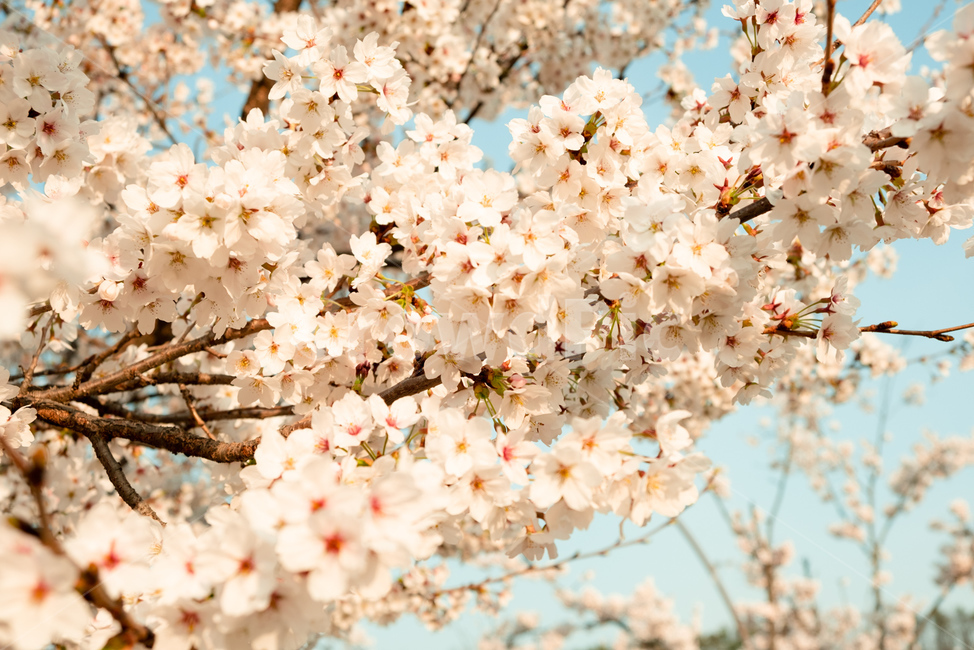 벚꽃,꽃,봄,벚꽃나무,감성,자연,flower,cherryblossom