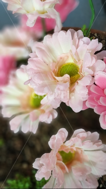 식물,꽃,조화,핑크꽃,flower