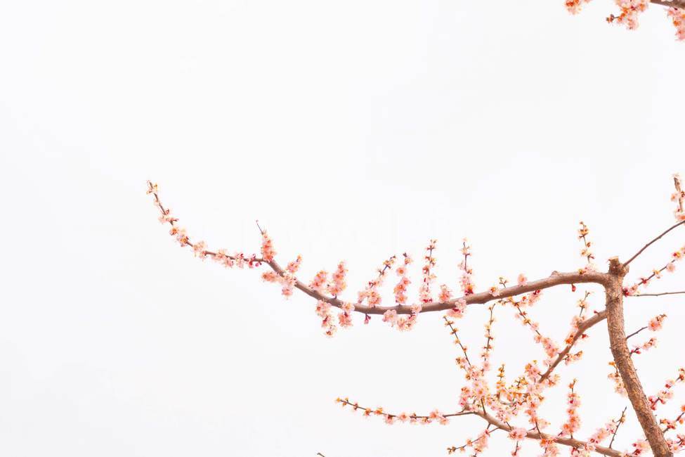 매화,꽃,봄,감성,따뜻한,자연,stonewall,flower,spring,korea,warm,nature,plant,식물,하늘,sky,blossom