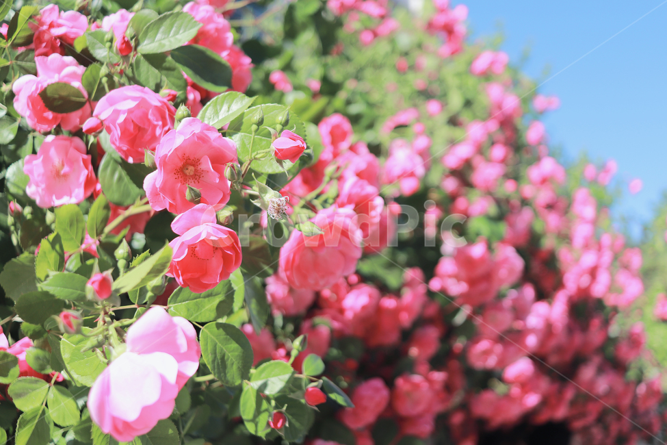 장미,핑크장미,장미담벼락,꽃,꽃배경,꽃,flower