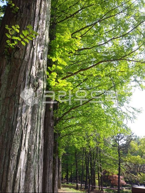 tree trunk,forest,sprout,plant,tree,walk