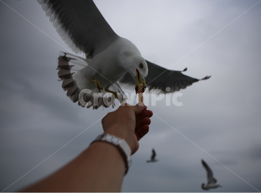 갈매기,새우깡,바다,하늘,새,조류