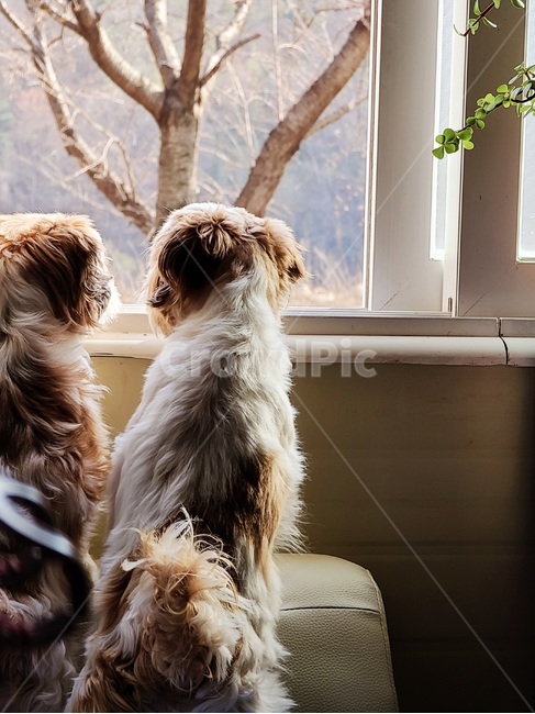강아지,반려견,기다림,뒷모습,강아지뒷모습,dog,animal,애견,외로움,밖