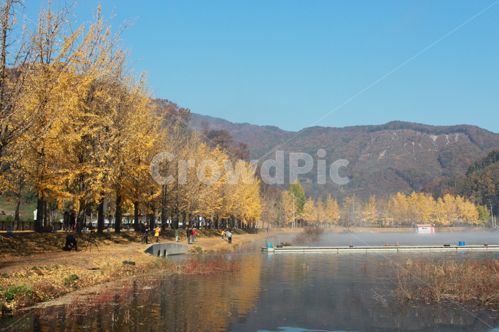 nature,자연,water,물,outdoors,옥외,tree,나무,plant,식물,반영,저수지,아침,안개,은행나무,문광저수지,가을,계절,fall,autumn,season