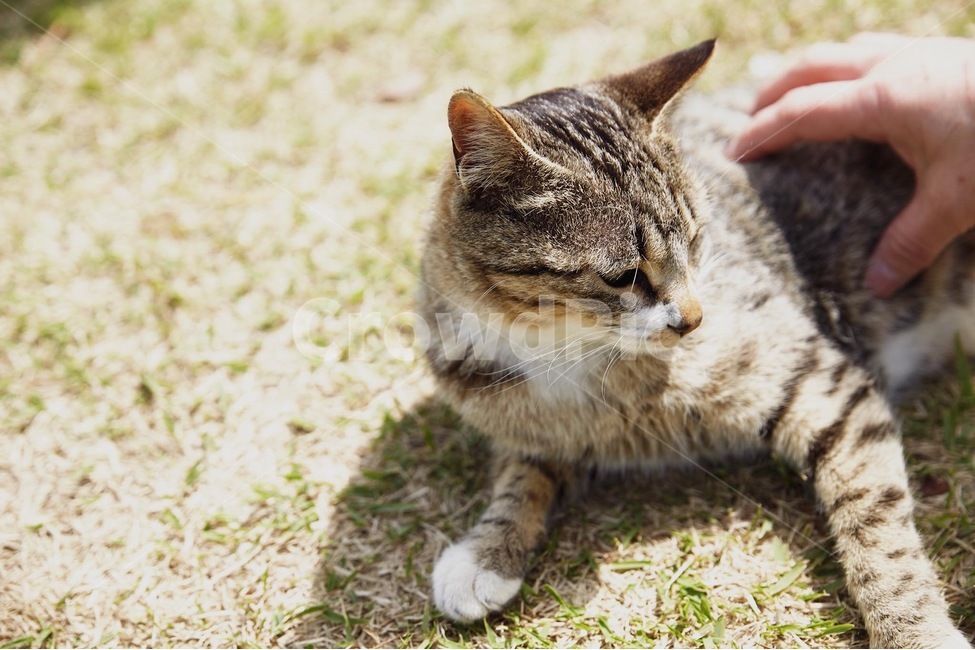 고양이,길냥이,귀여움,감성사진,감성,동물,animal,포유류,mammal,고양이,cat,kitten,kitty