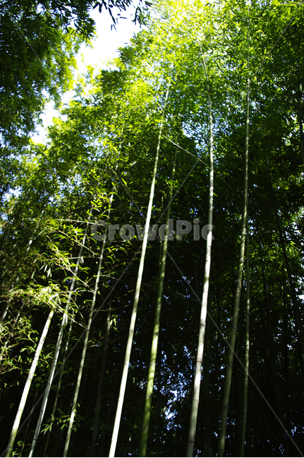 대나무,숲,빛,나무,초록,자연,풍경,nature,landscape,plant,식물,bamboo